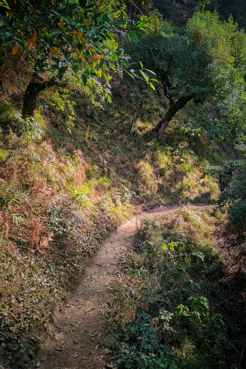 A dirt path through mixed forest in Tirthan Valley, Himachal Pradesh