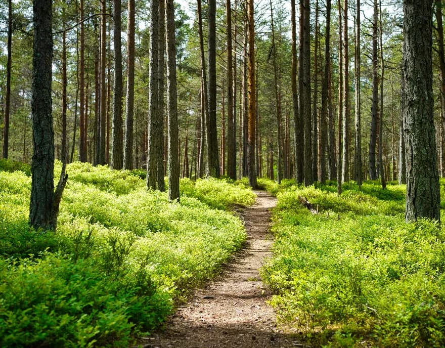 A dirt path through a pine forest